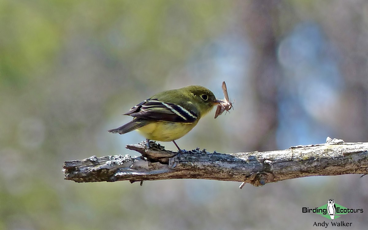 Yellow-bellied Flycatcher - Andy Walker - Birding Ecotours