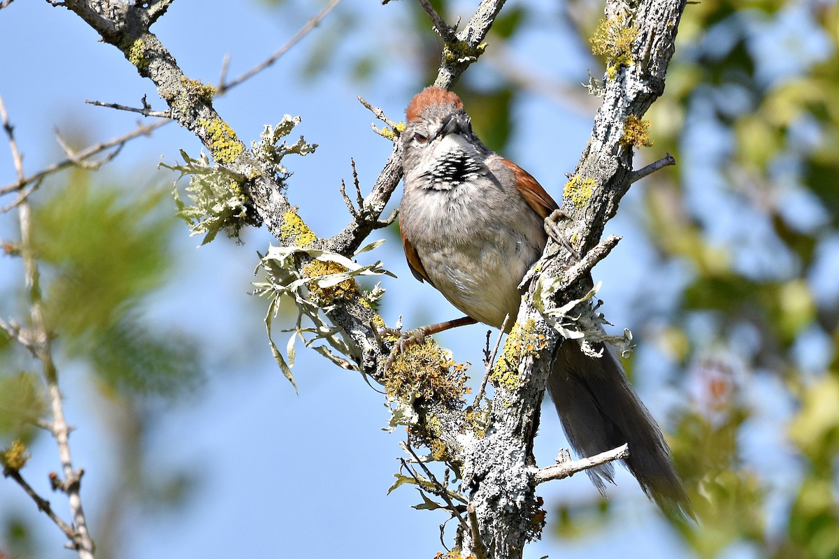 Pale-breasted Spinetail - ML515862951