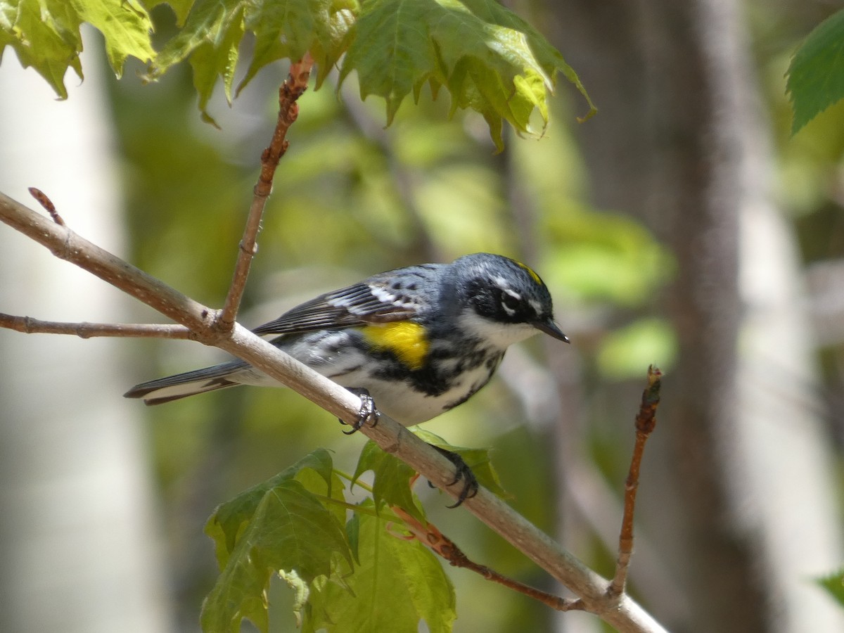 Yellow-rumped Warbler - ML515862971