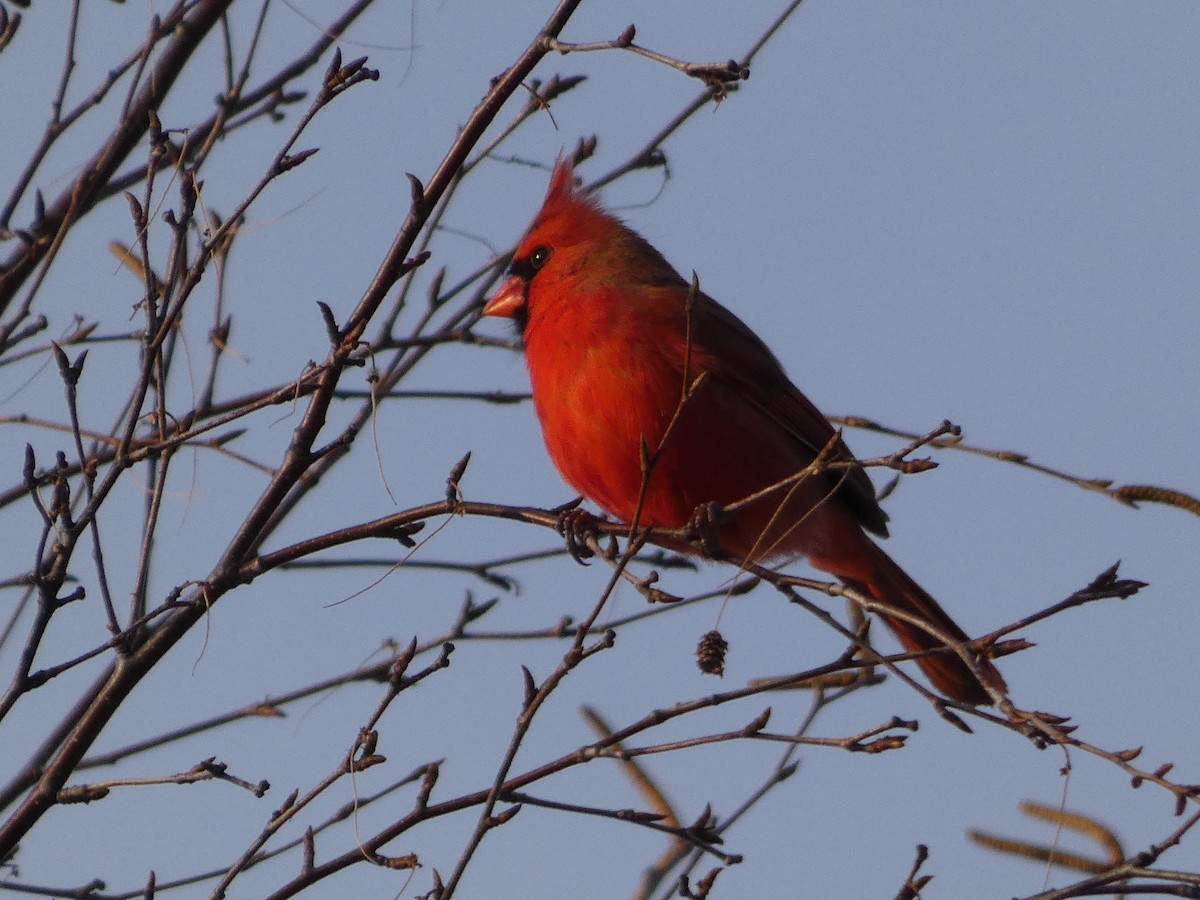 Northern Cardinal - ML515863841