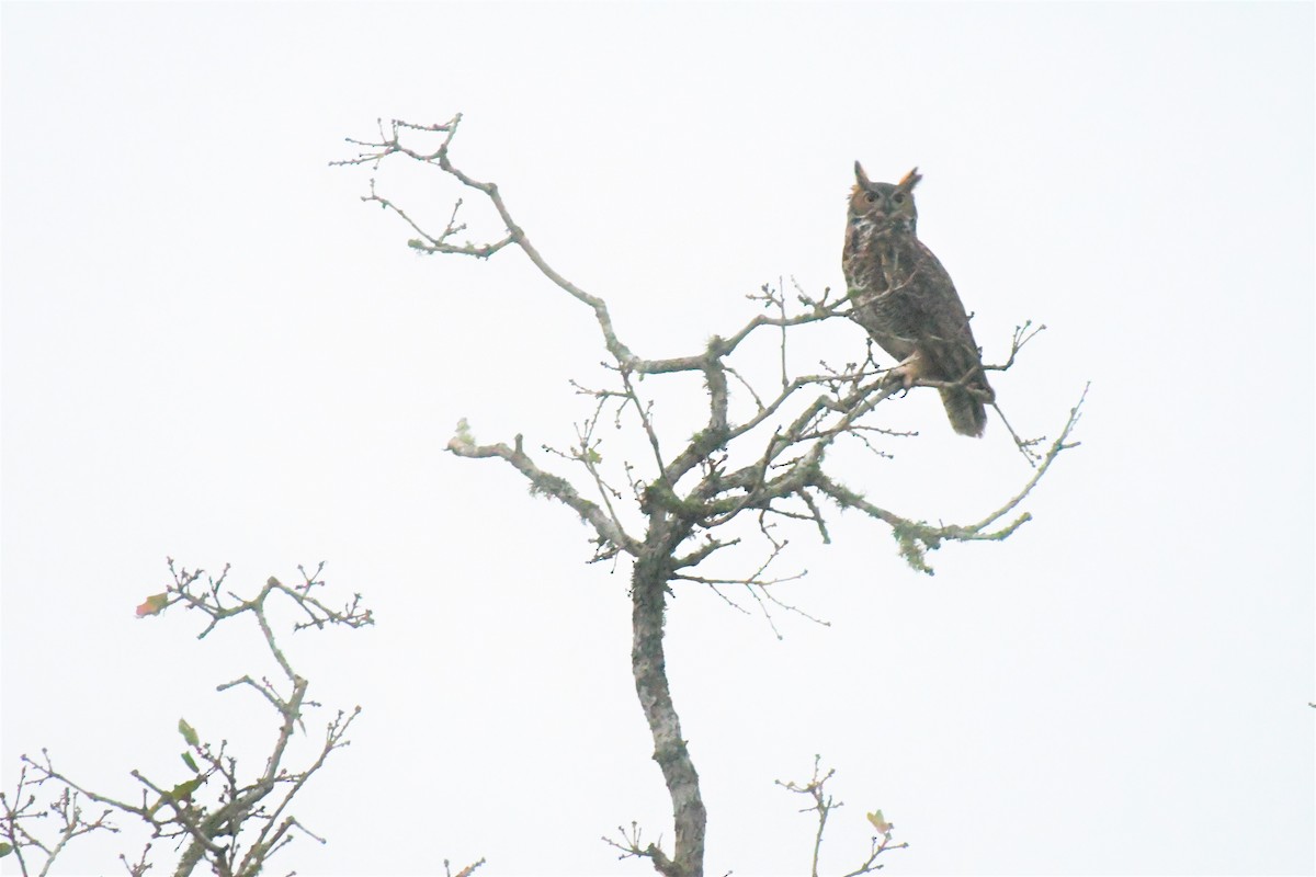 Great Horned Owl - Bill Eisele