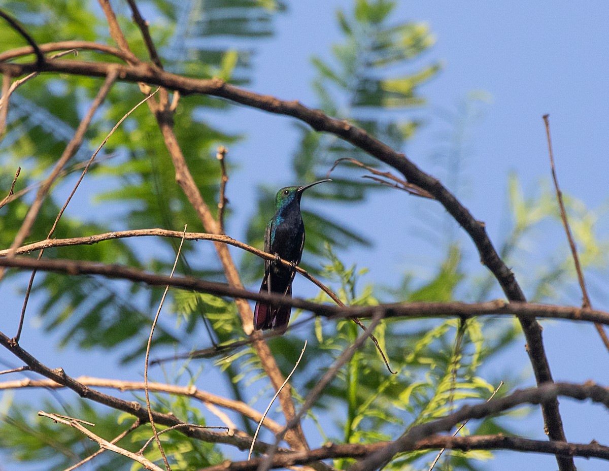 kolibřík tropický - ML515867811