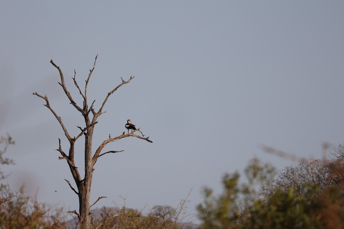 Nilgans - ML515868891