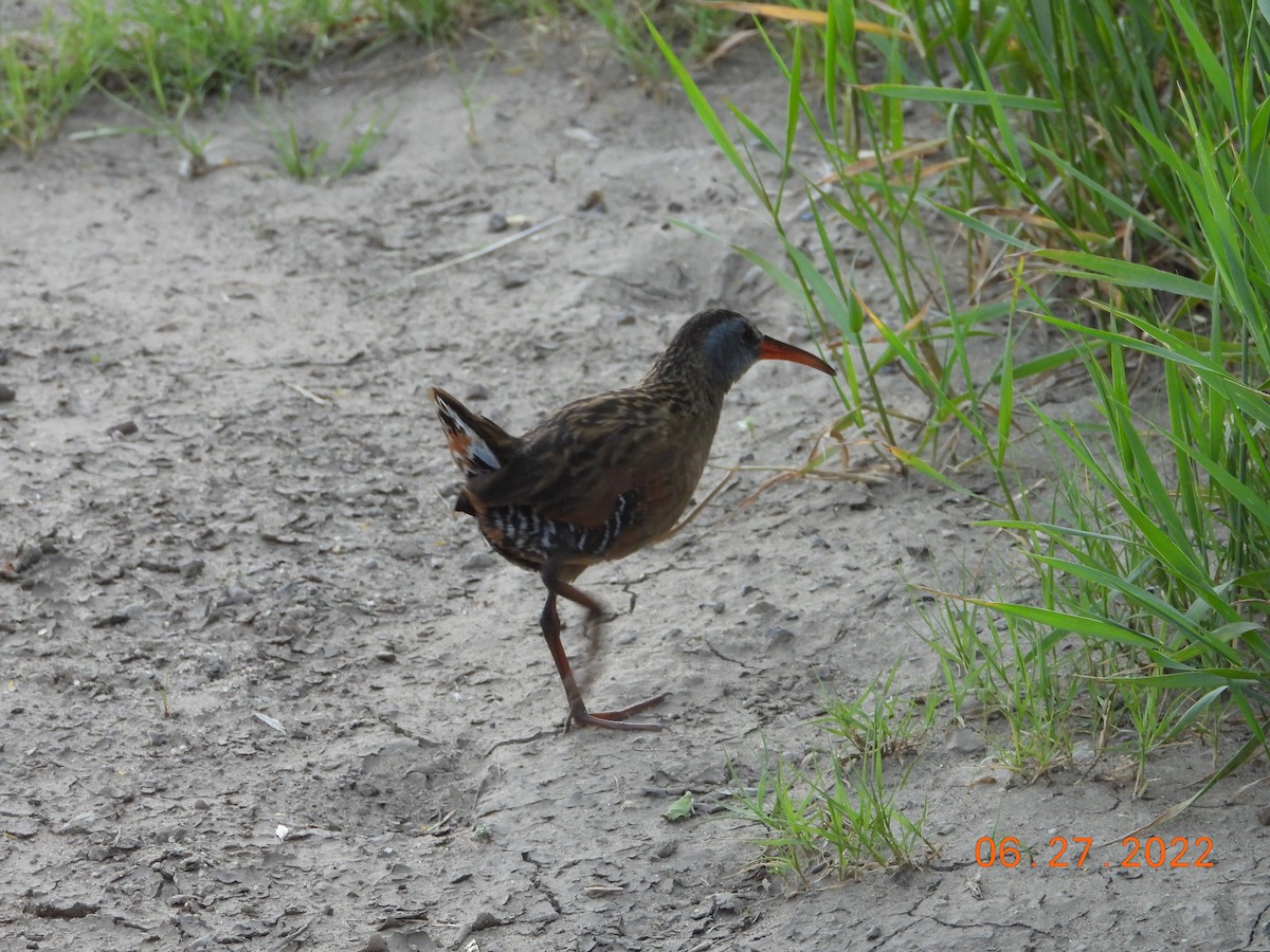 Virginia Rail - ML515869961