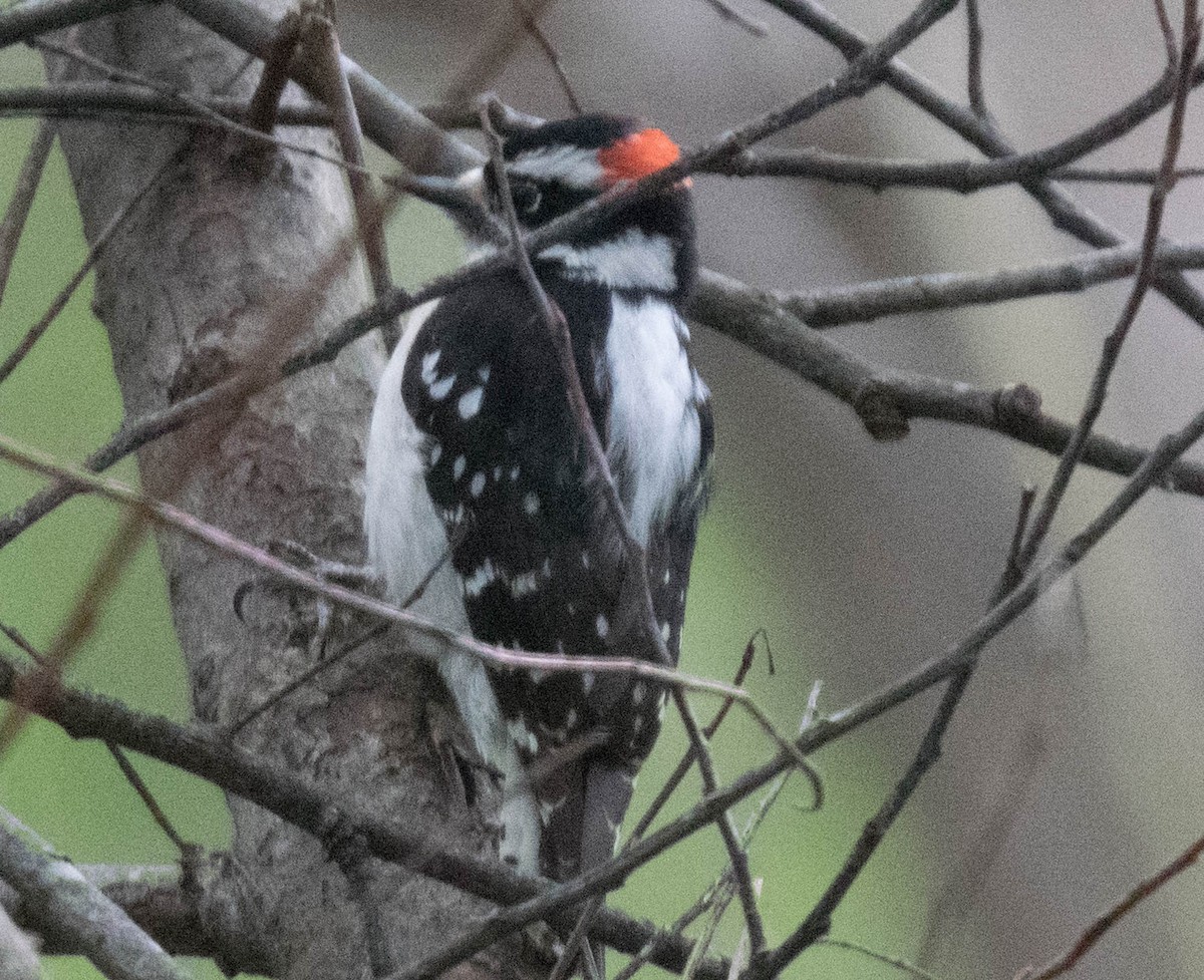 Downy Woodpecker - ML51587001