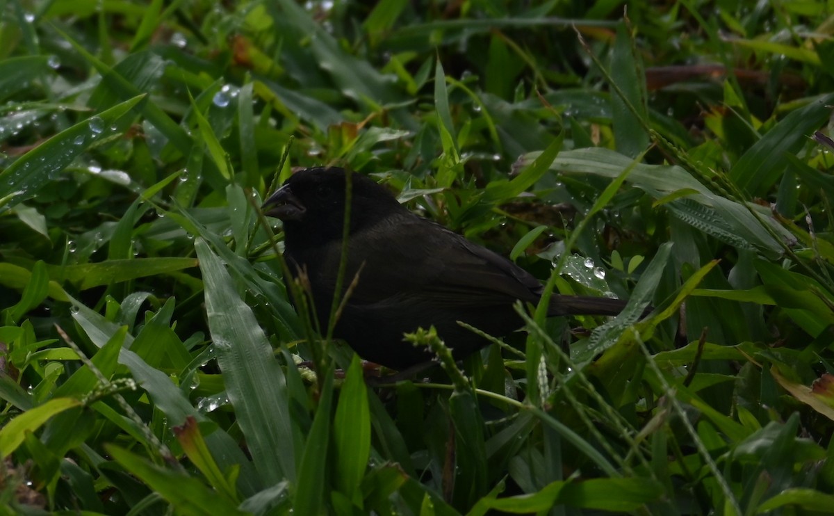 Black-faced Grassquit - ML515872261