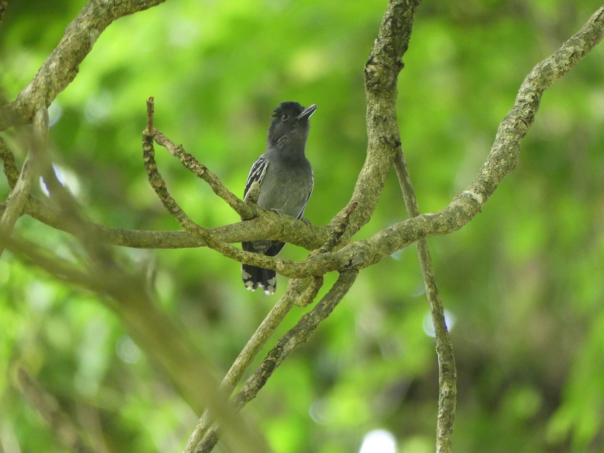 Blackish-gray Antshrike - ML515872491