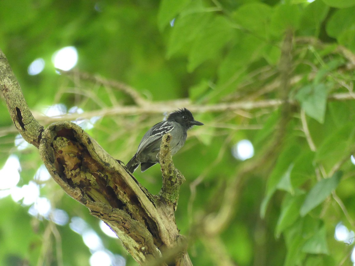 Blackish-gray Antshrike - Guy RUFRAY