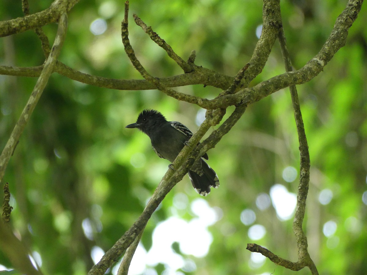 Blackish-gray Antshrike - ML515872521