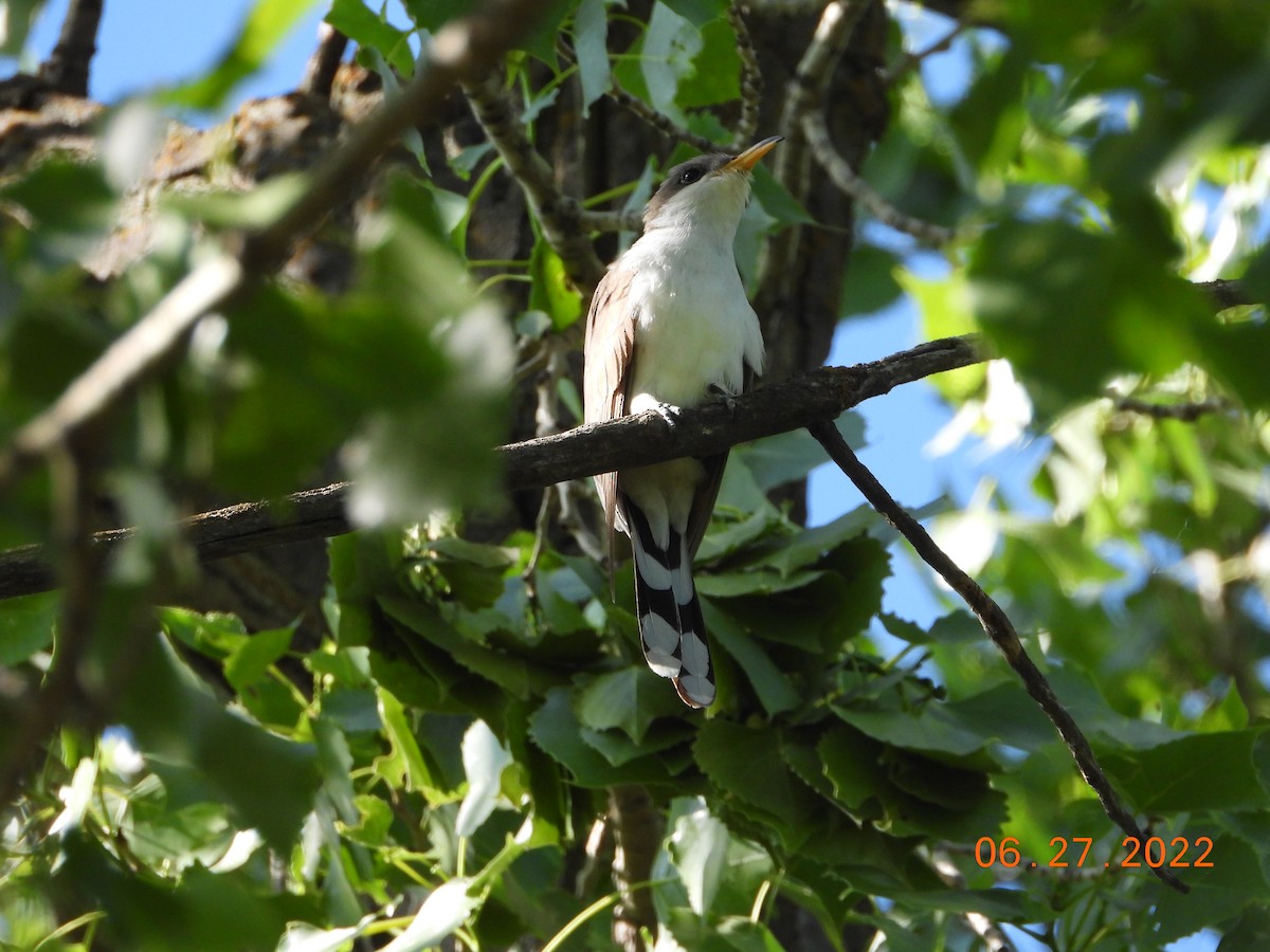 Yellow-billed Cuckoo - ML515872921