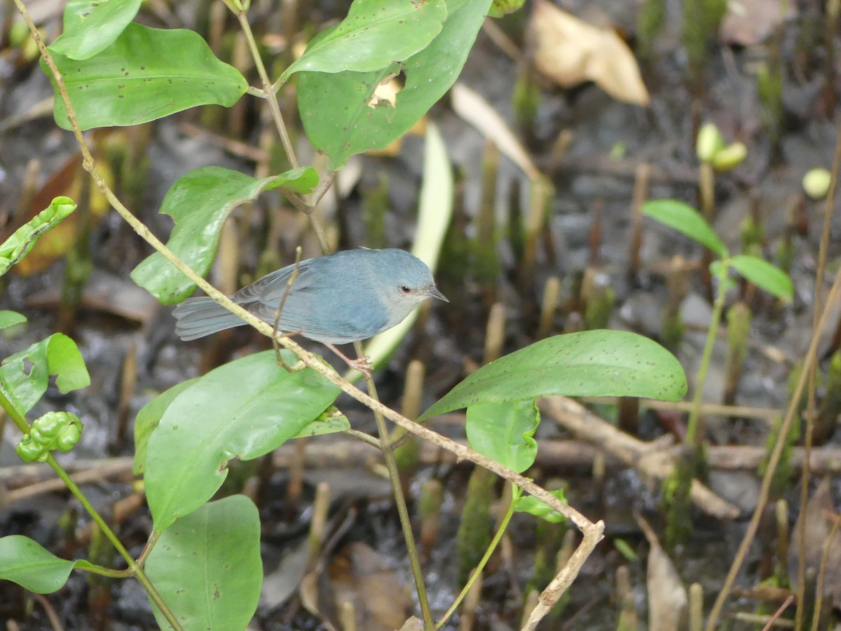 Bicolored Conebill - ML515873441