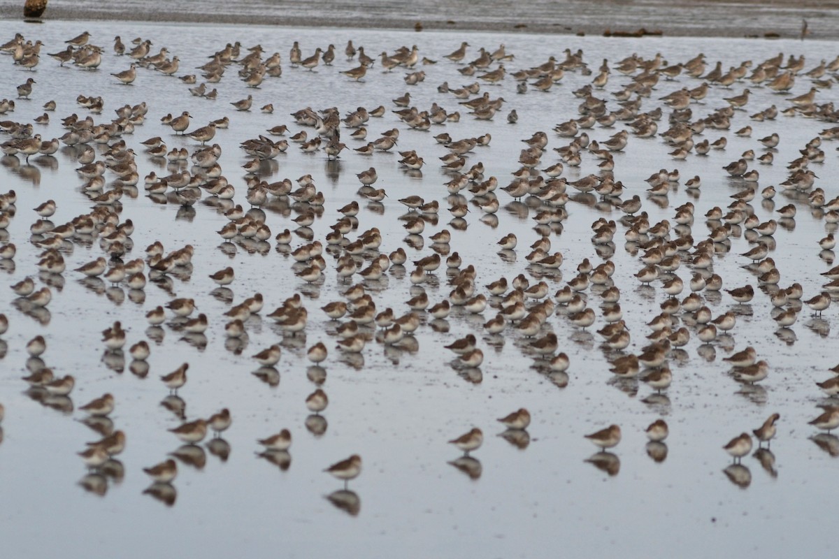 Dunlin - ML515873821