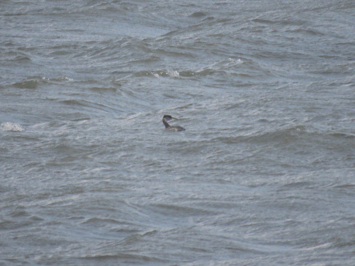 Red-necked Grebe - ML515874021