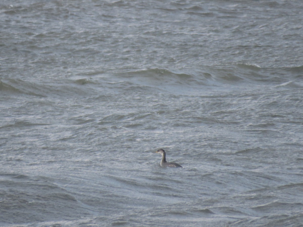 Red-necked Grebe - ML515874031