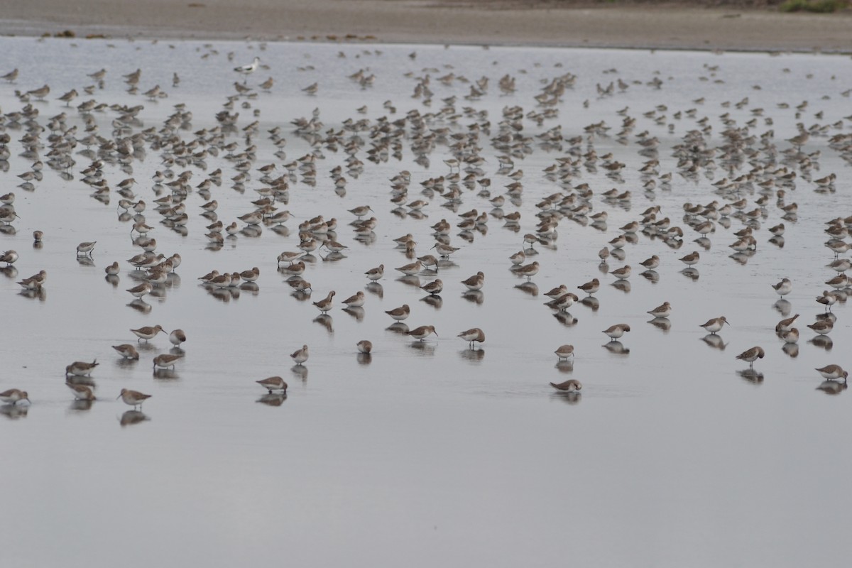 Dunlin - Paulo  Roncon