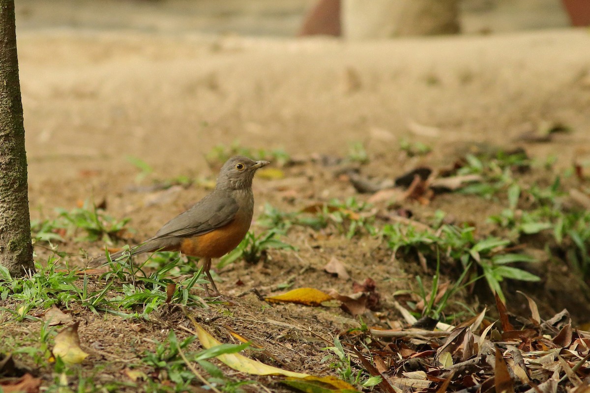 Rufous-bellied Thrush - ML515874131