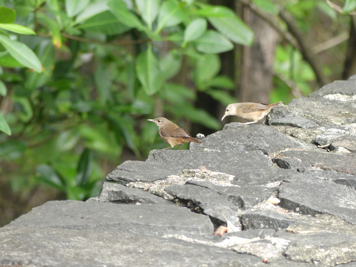 House Wren - Guy RUFRAY