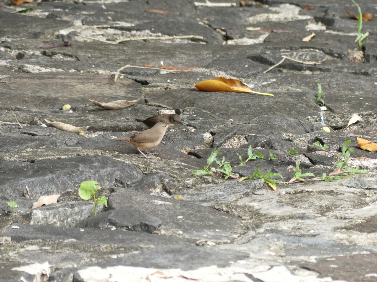 House Wren - ML515874521