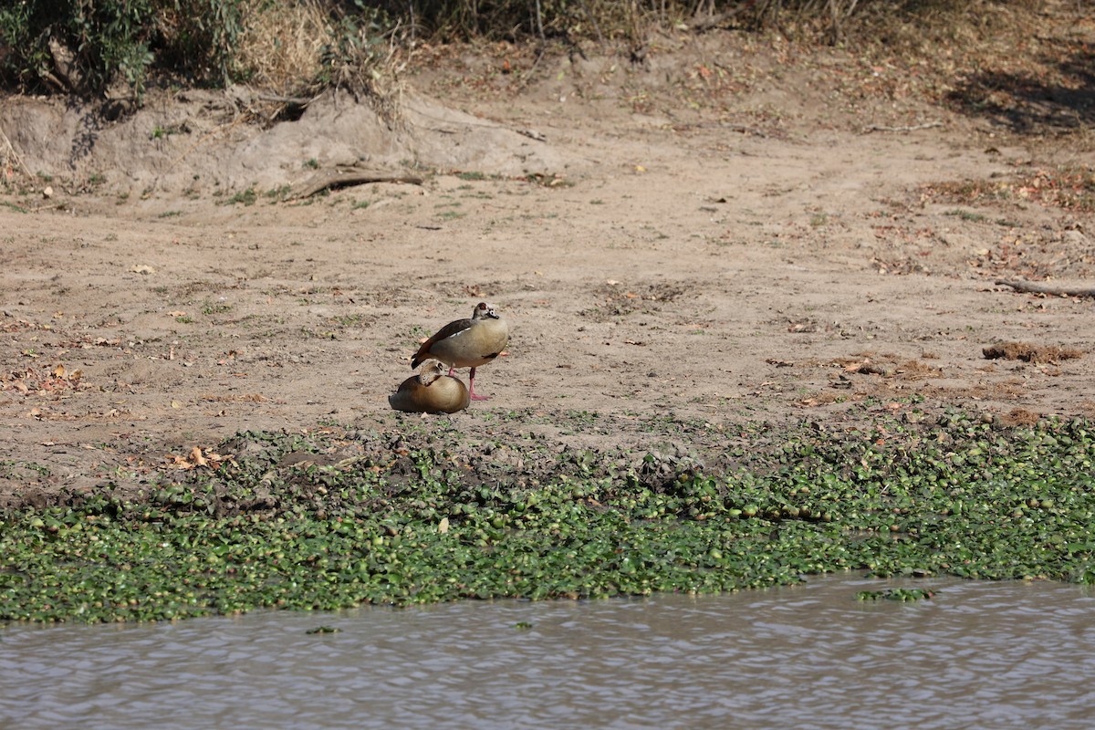 Egyptian Goose - ML515874551