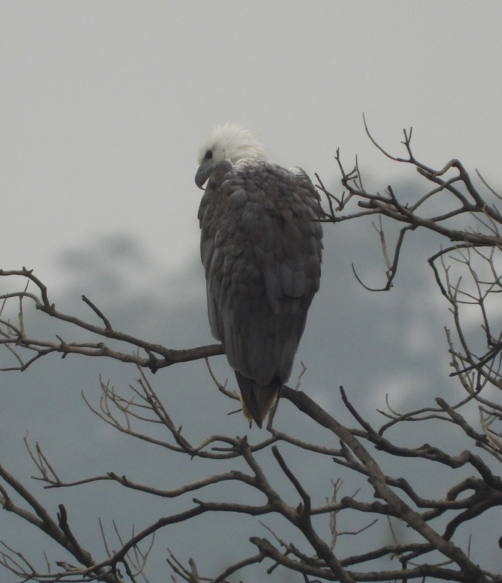 White-bellied Sea-Eagle - ML515874801