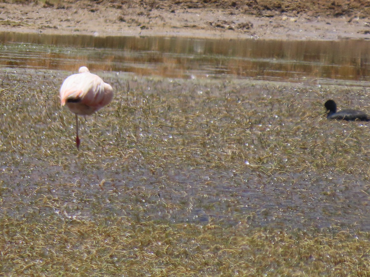 Chilean Flamingo - Stella Atkins