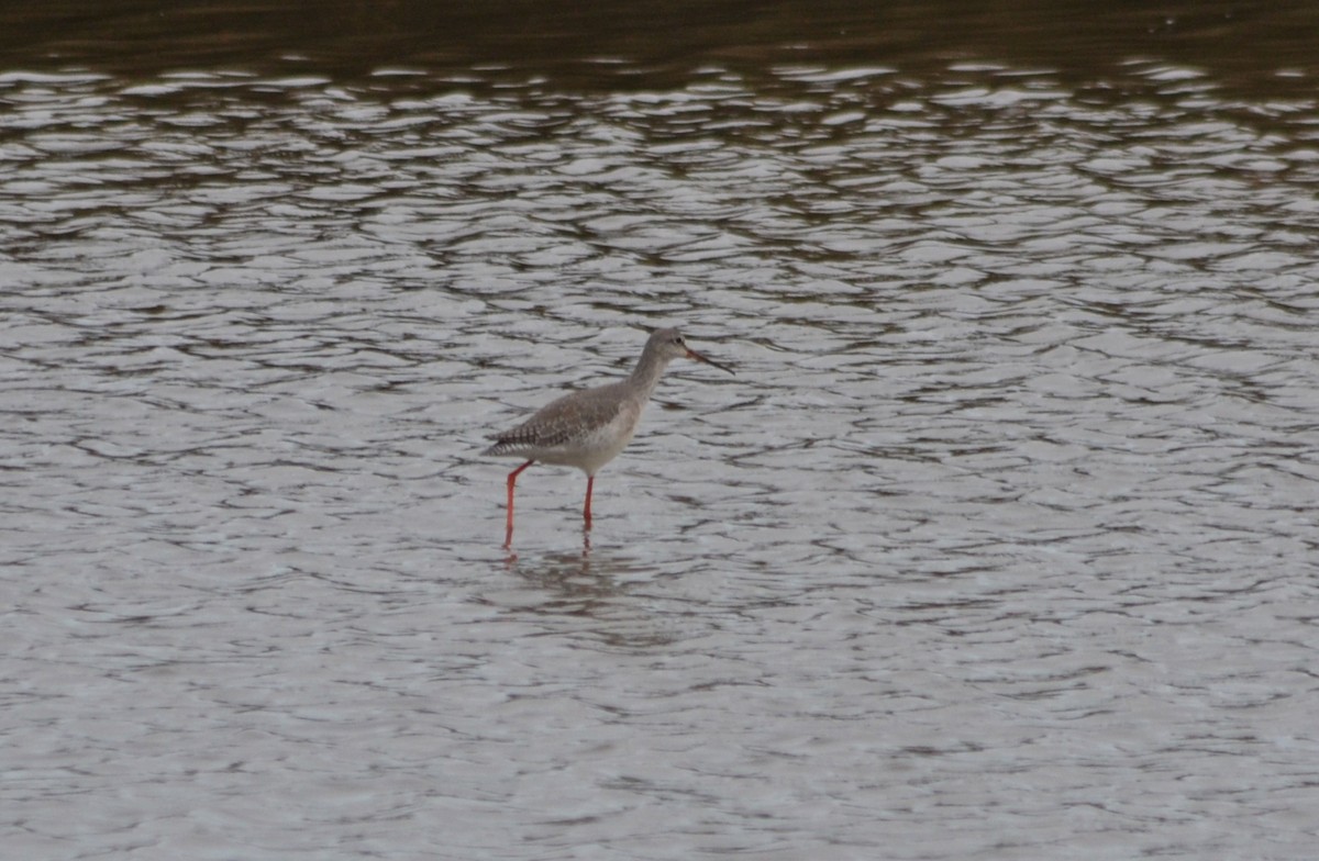 Spotted Redshank - Paulo  Roncon