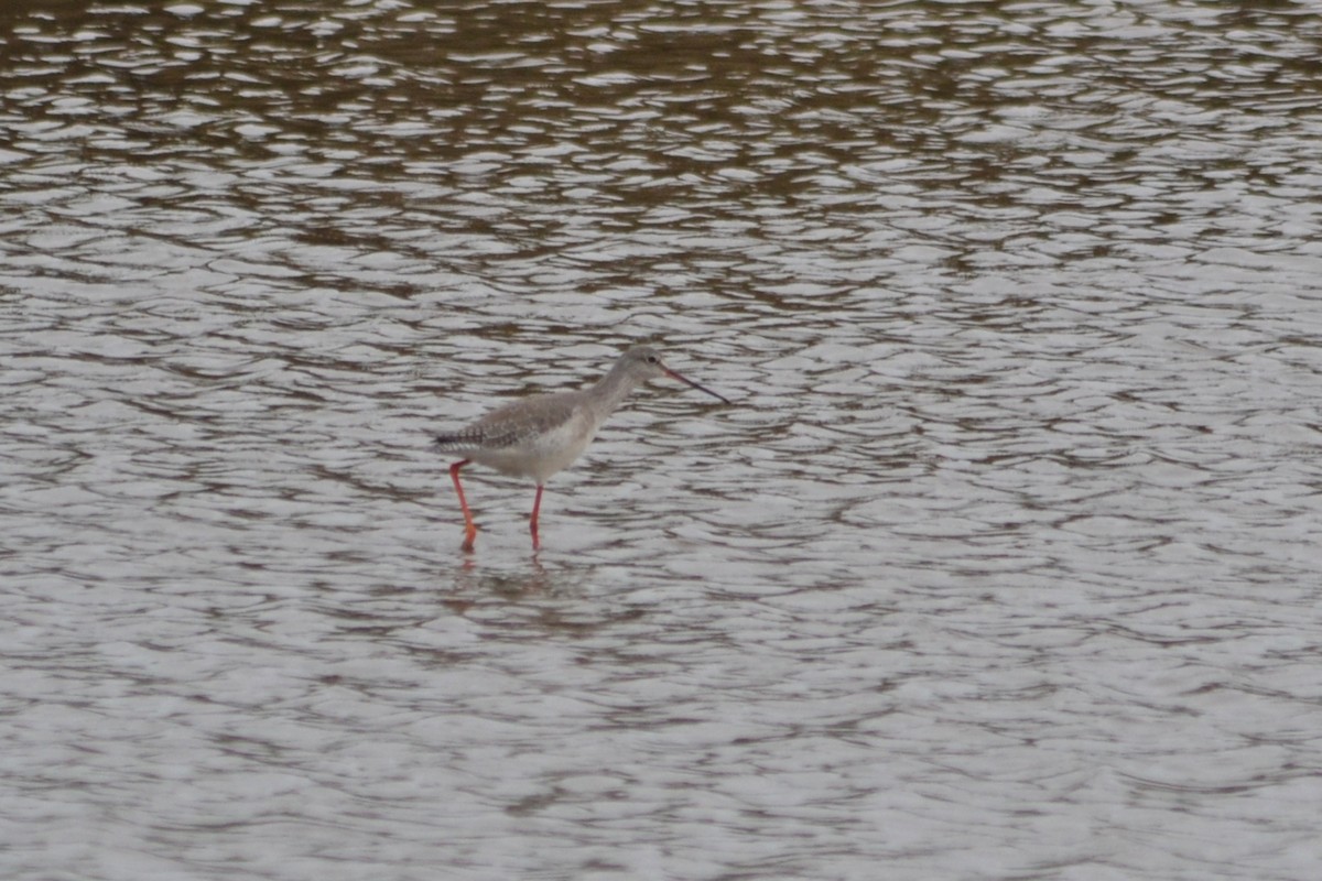 Spotted Redshank - Paulo  Roncon