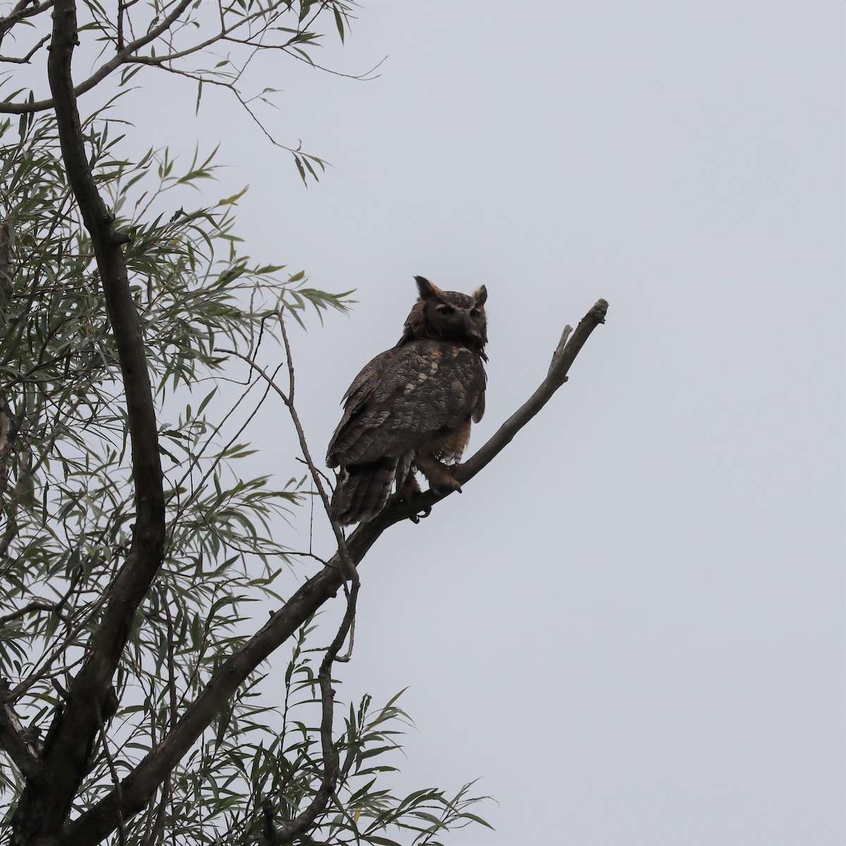 Great Horned Owl - ML515876471