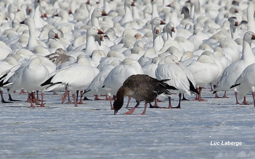 Pink-footed Goose - ML51587651