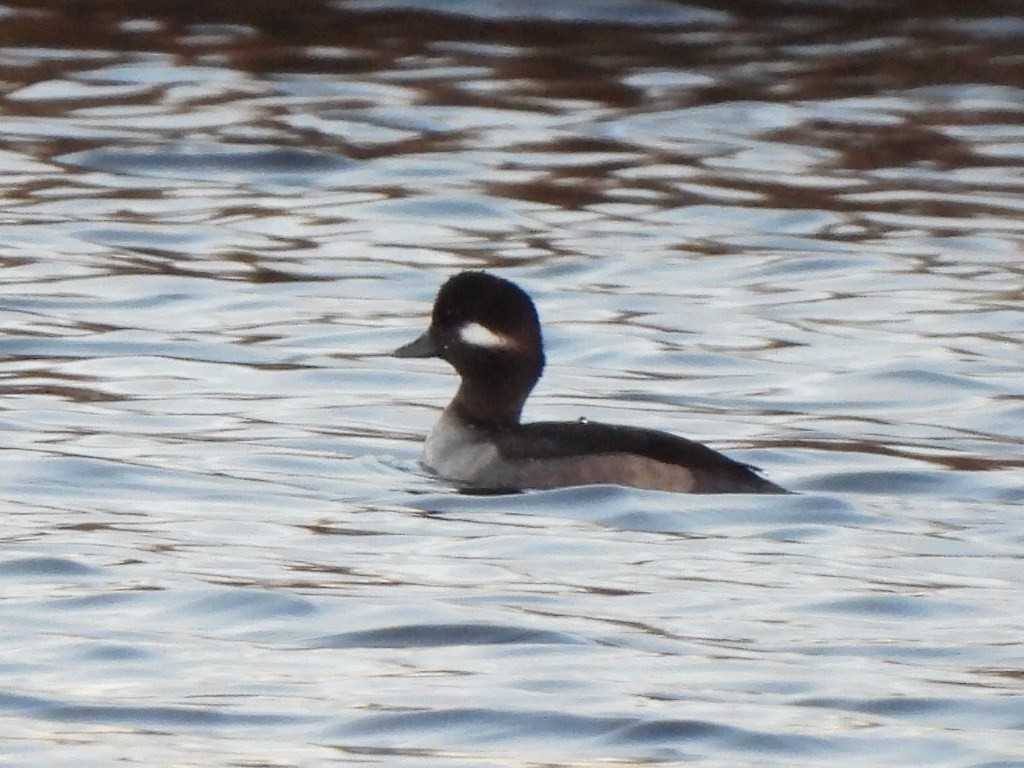 Bufflehead - Gwen HK