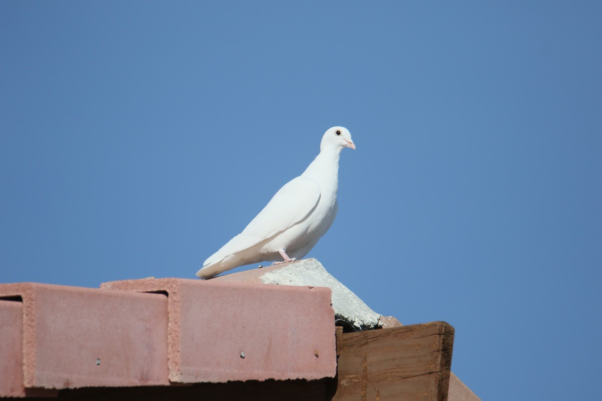 Rock Pigeon (Feral Pigeon) - ML515877911