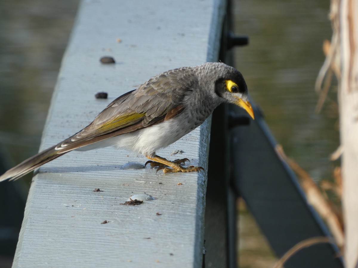 Noisy Miner - Guillermo Amico