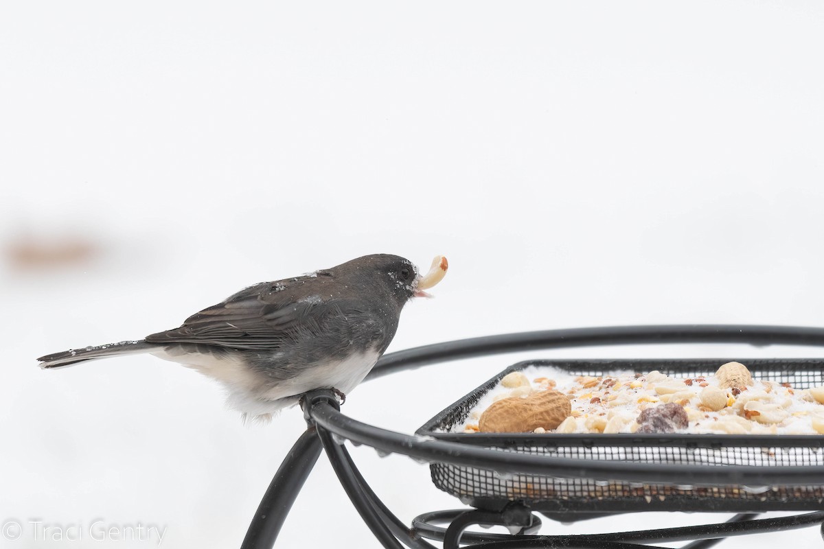 Junco ardoisé - ML515880151