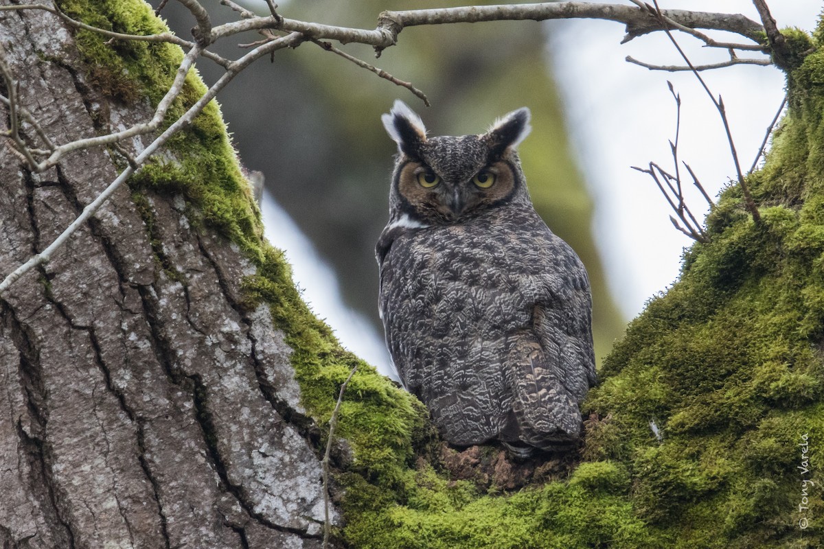 Great Horned Owl - Tony V