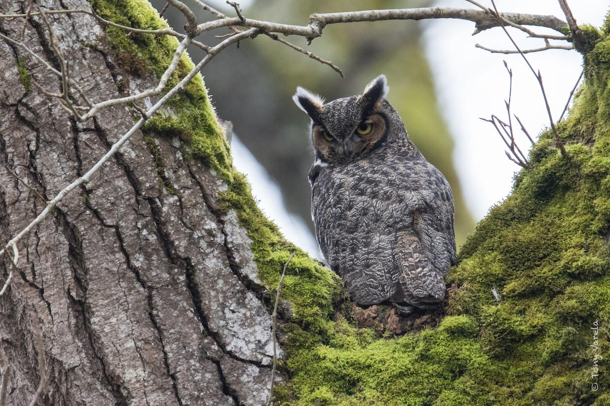 Great Horned Owl - ML51588061