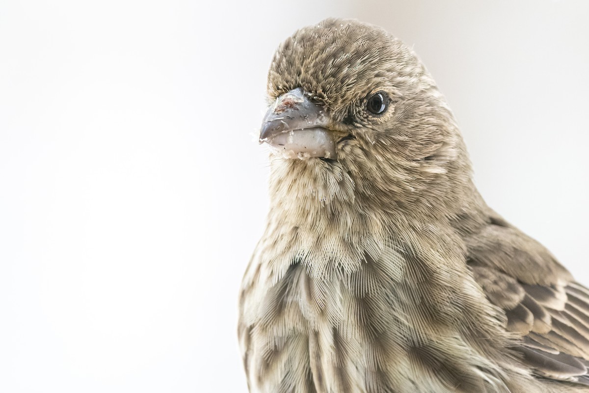 House Finch - ML515880761