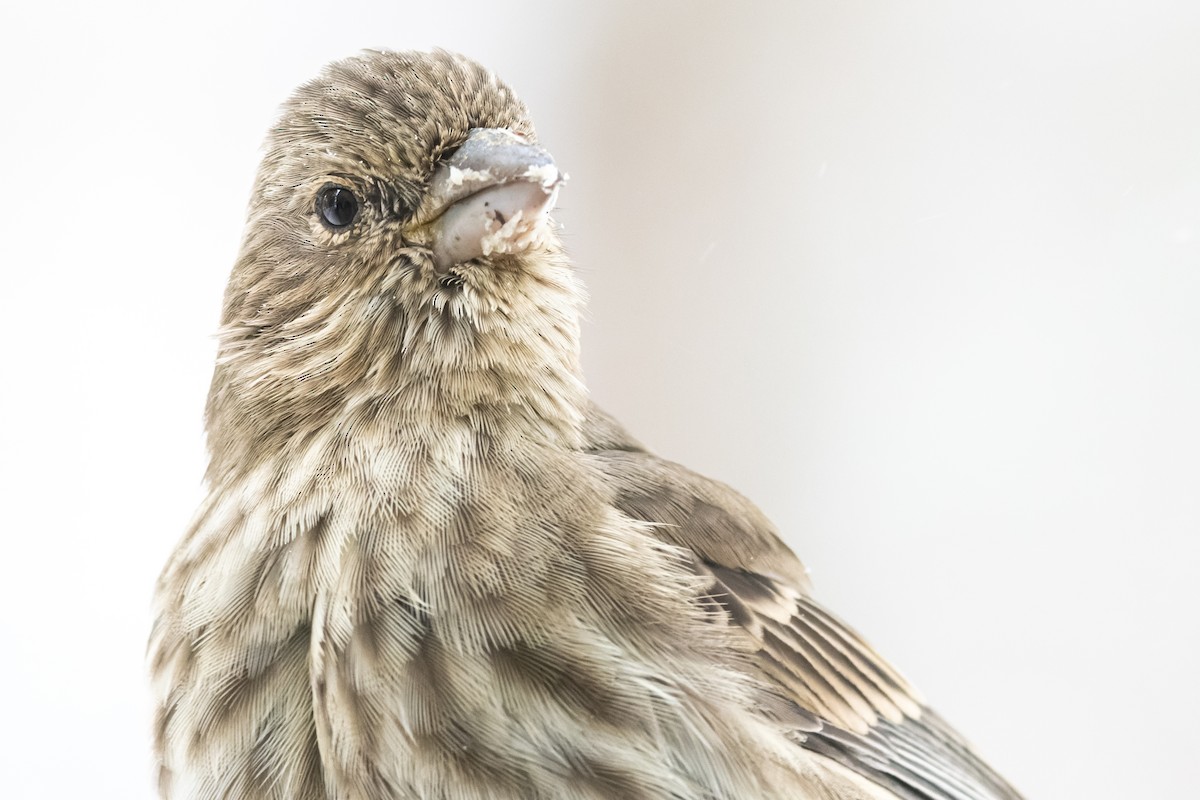 House Finch - ML515880771