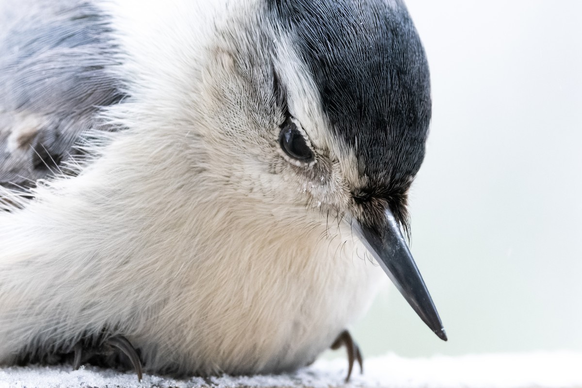 White-breasted Nuthatch - ML515880921