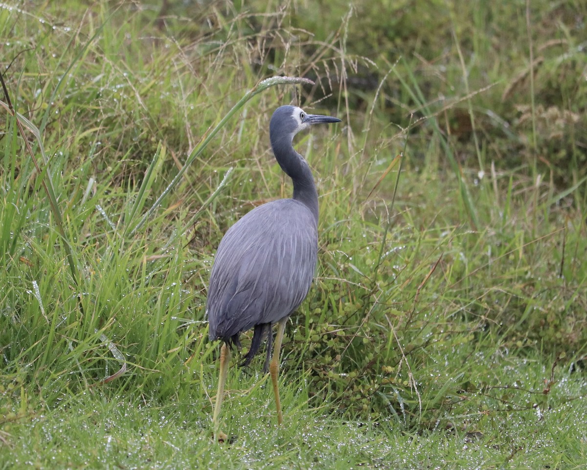 White-faced Heron - ML515881481