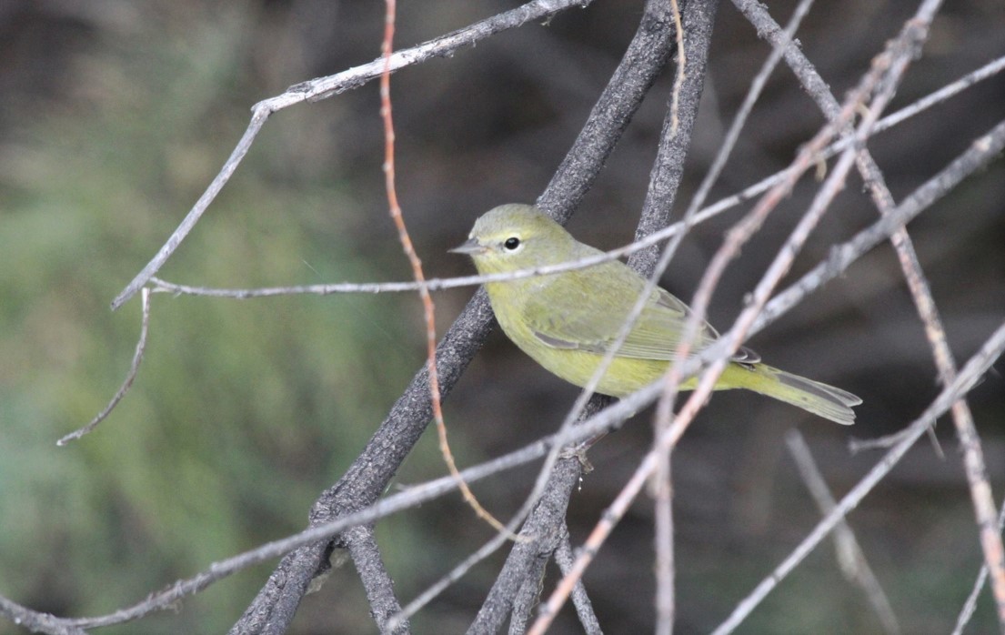 Orange-crowned Warbler - ML515881801