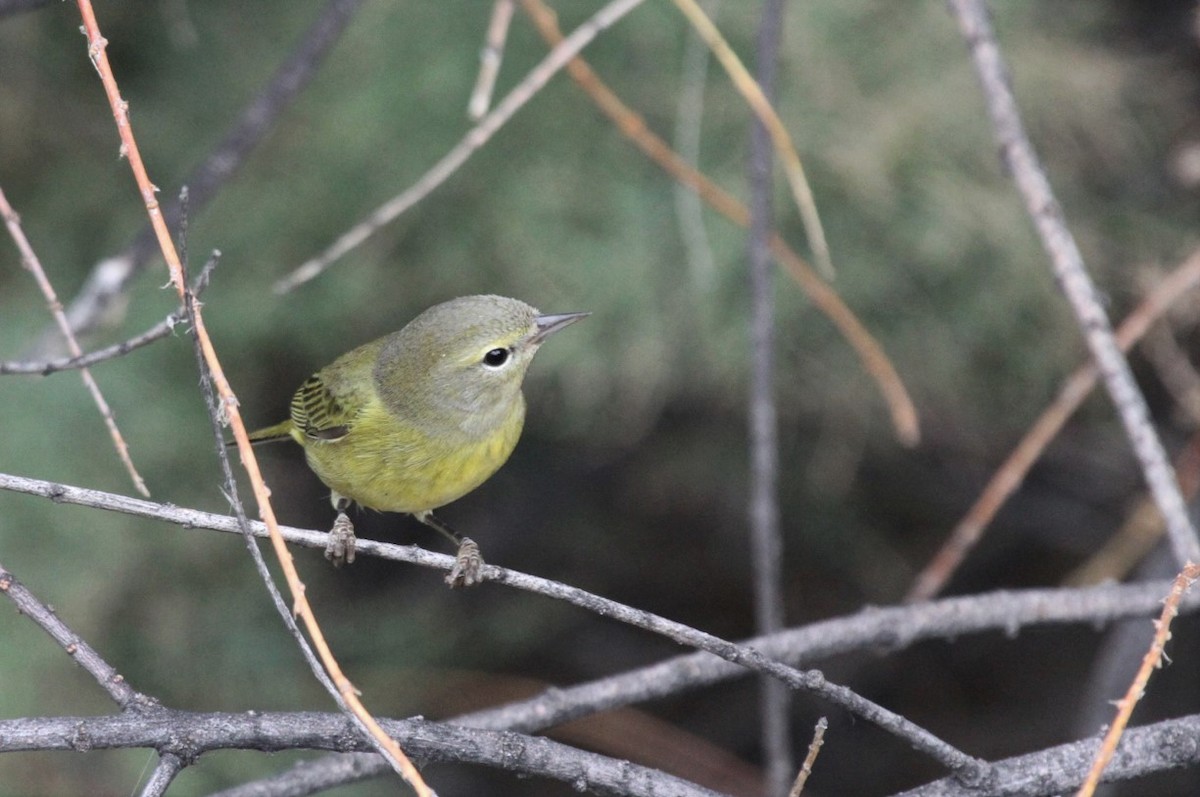 Orange-crowned Warbler - ML515881951