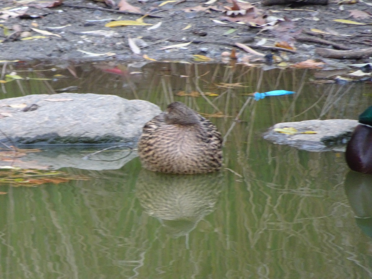 Canard colvert - ML515883001