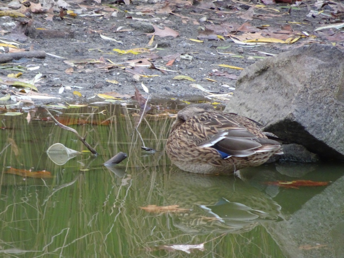 Canard colvert - ML515883011