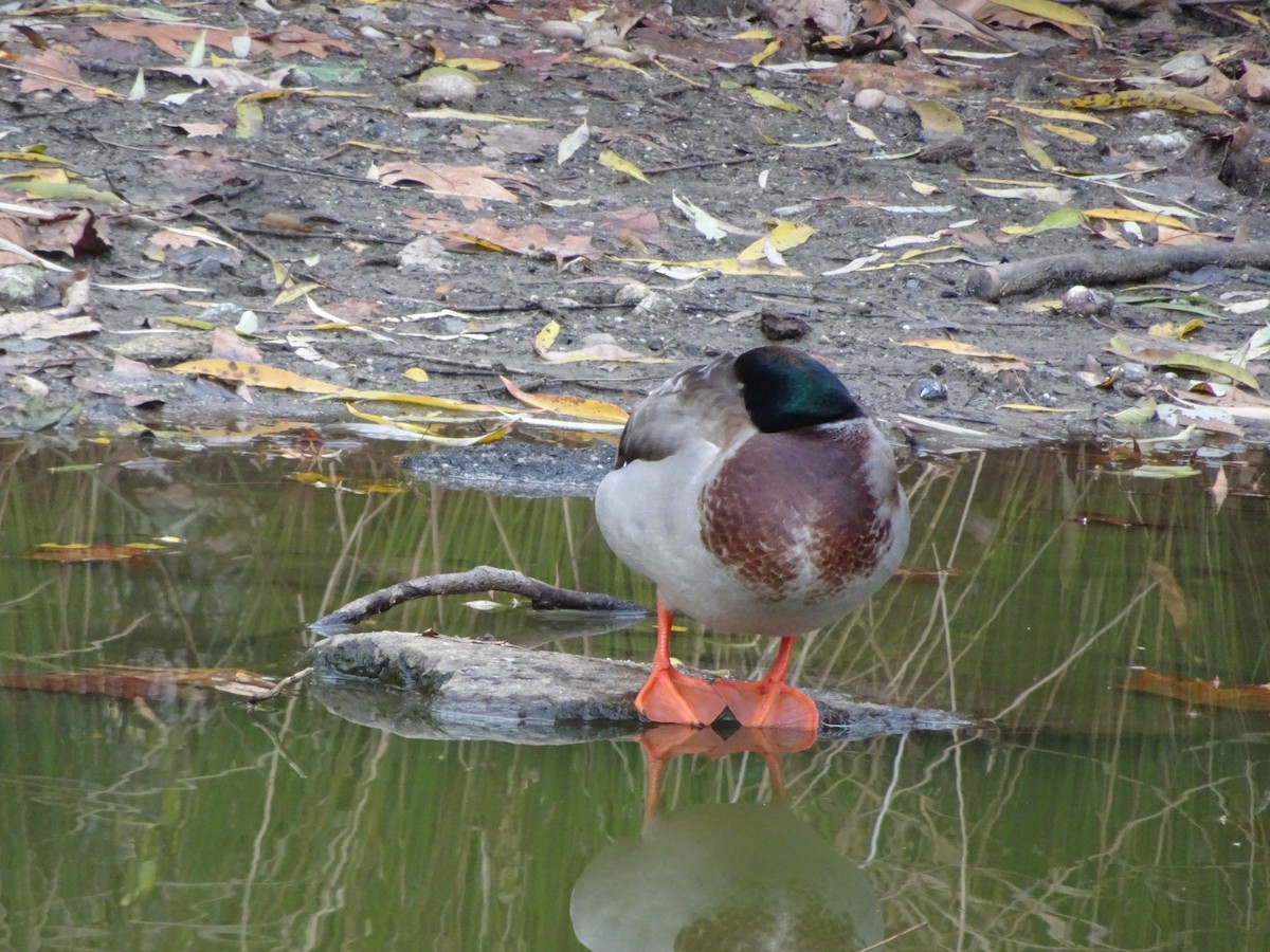 Canard colvert - ML515883031