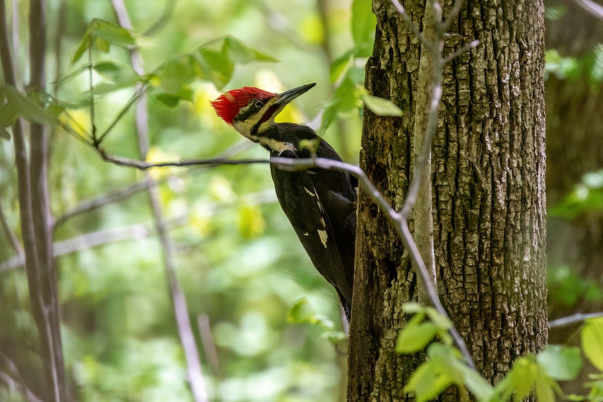 Pileated Woodpecker - ML515884521