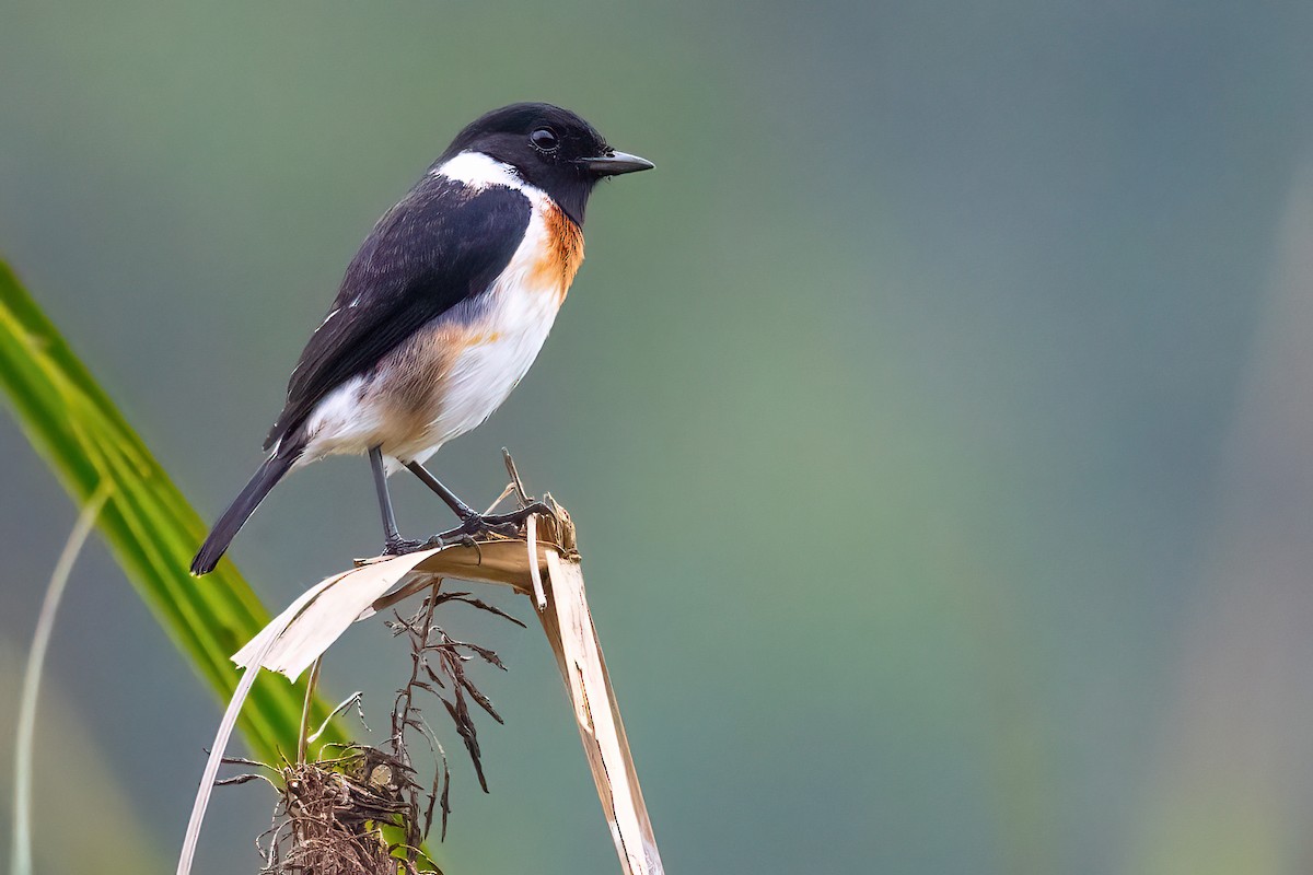 African Stonechat - Jaap Velden