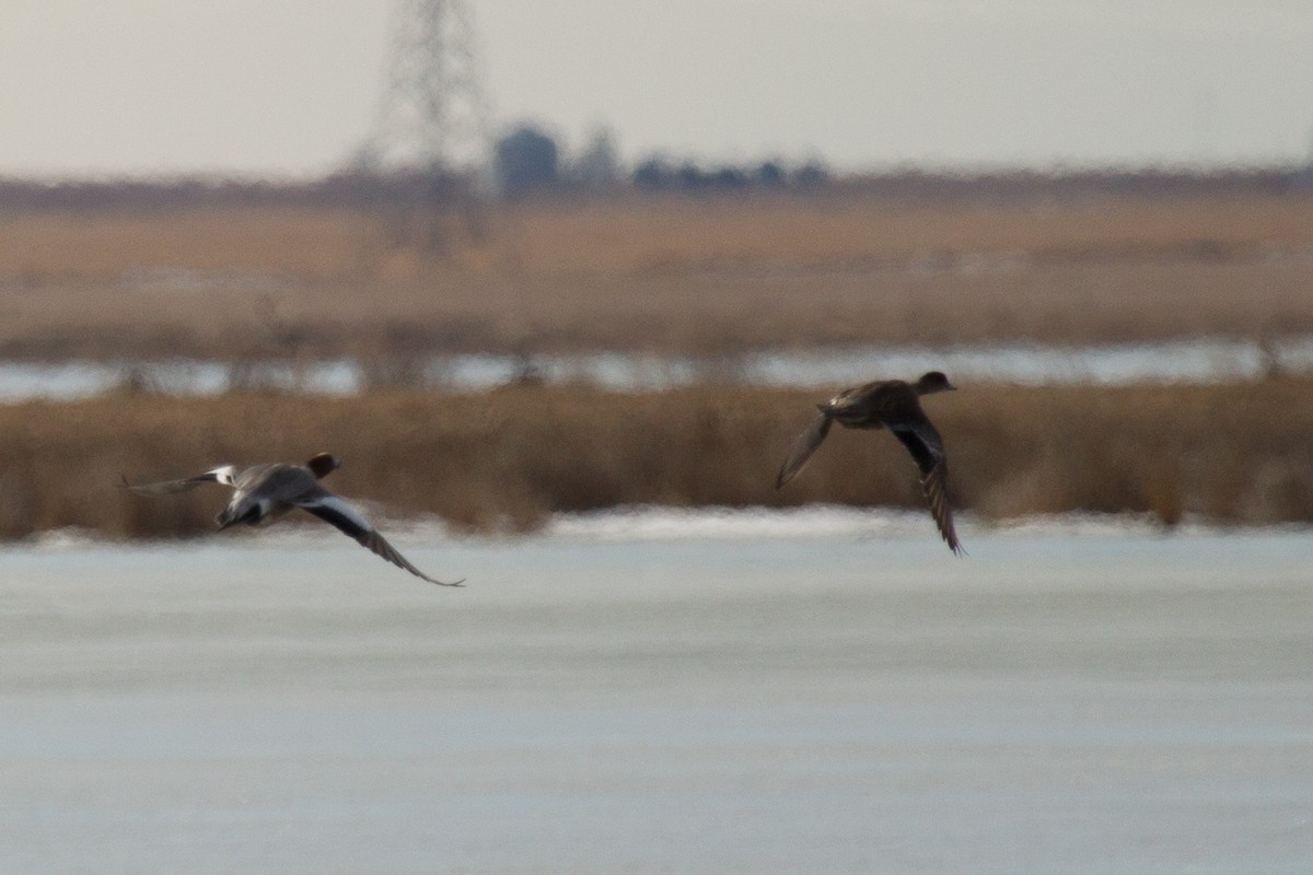 Eurasian Wigeon - ML51588701