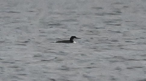 Common Loon - ML515889711