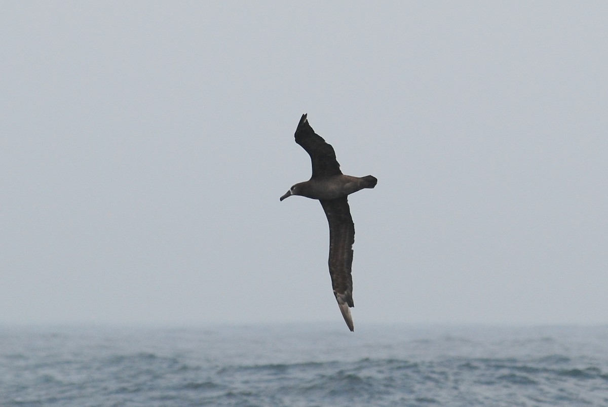 albatros černonohý - ML515889851