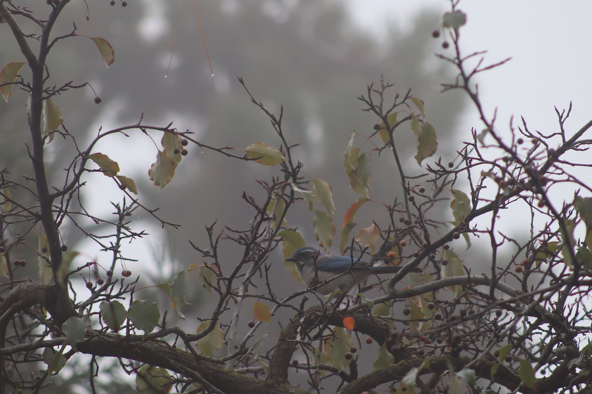 California Scrub-Jay - Elias Michel III